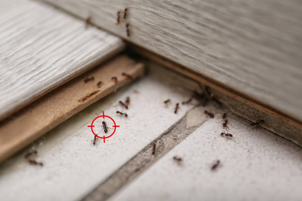 Best Pest Inspection Near Me  in New Athens, IL