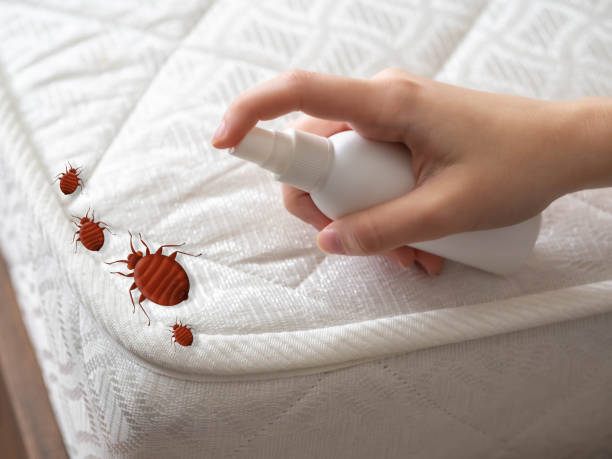 Best Pest Control Treatment  in New Athens, IL